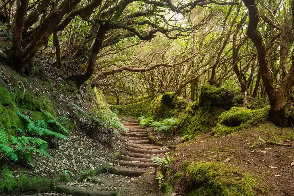 Imagen de Escapada a Canarias