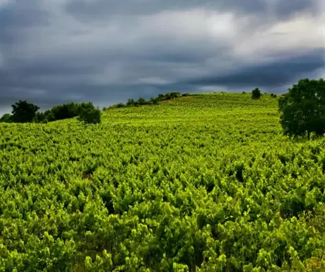 Imagen de  El Bierzo