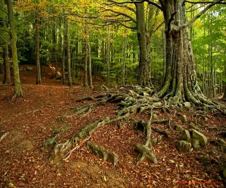 Imagen de El Montseny