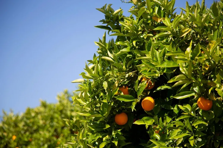 Imagen de Beautiful fresh oranges