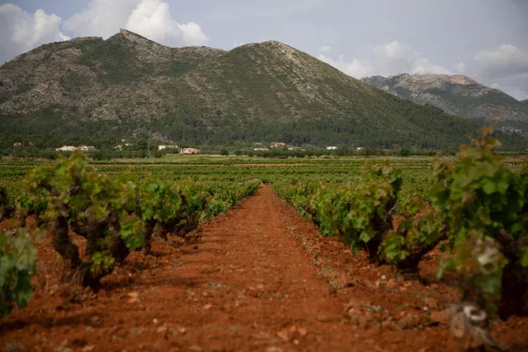 Imagen de The beautiful vineyards across the valley