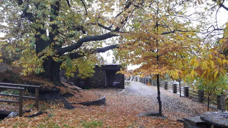 Imagen de Castaño centenario y cortijo