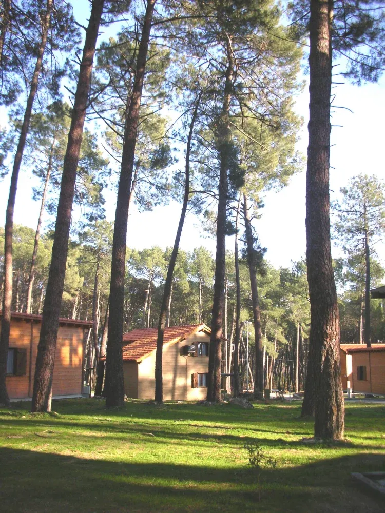 Imagen de Pinar centenario
