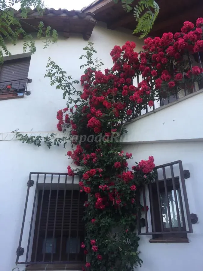 Imagen de Detalle rosal
