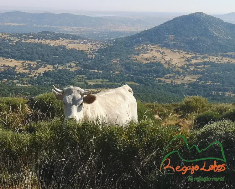 Imagen de Casa rural Regajo Lobos