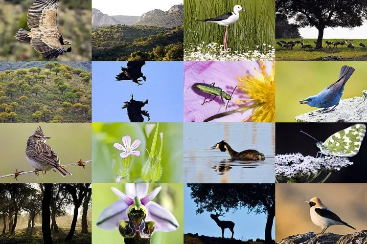 Imagen de Parque Nacional de Monfragüe