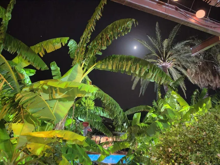 Imagen de Jardín iluminado