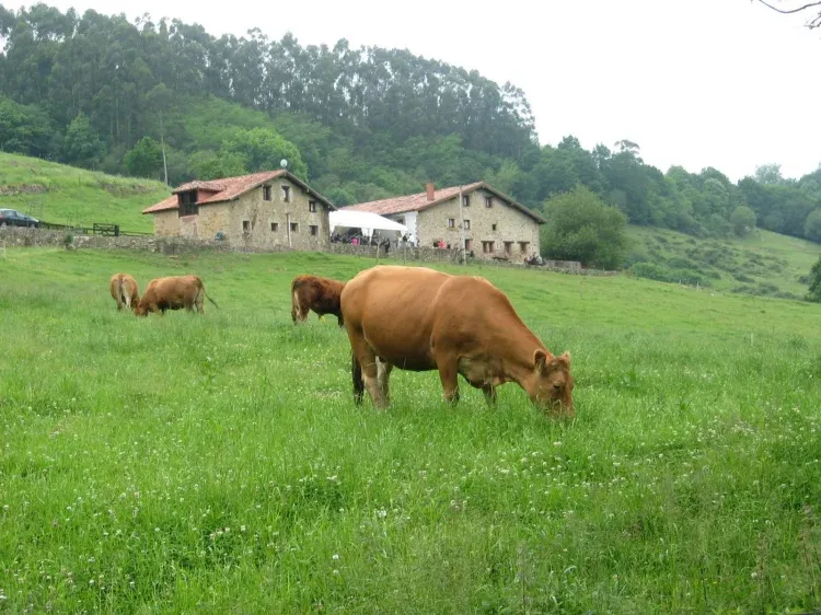 Imagen de Finca