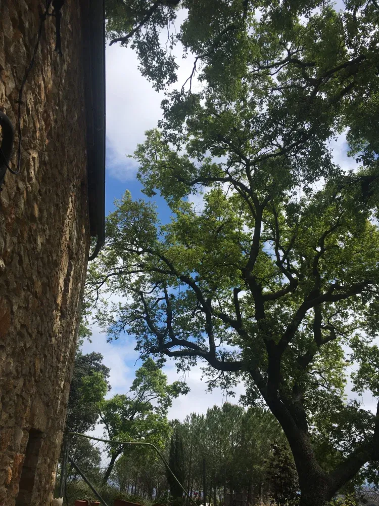 Imagen de fachada y roble