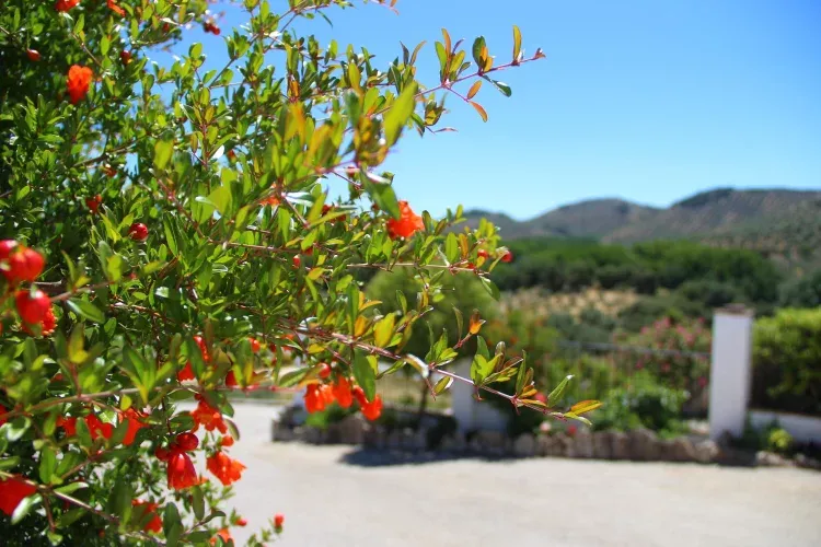 Imagen de Flores del Cortijo