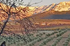 Imagen de Donde Duermen los Pájaros (Tomás Hernández Molina)
