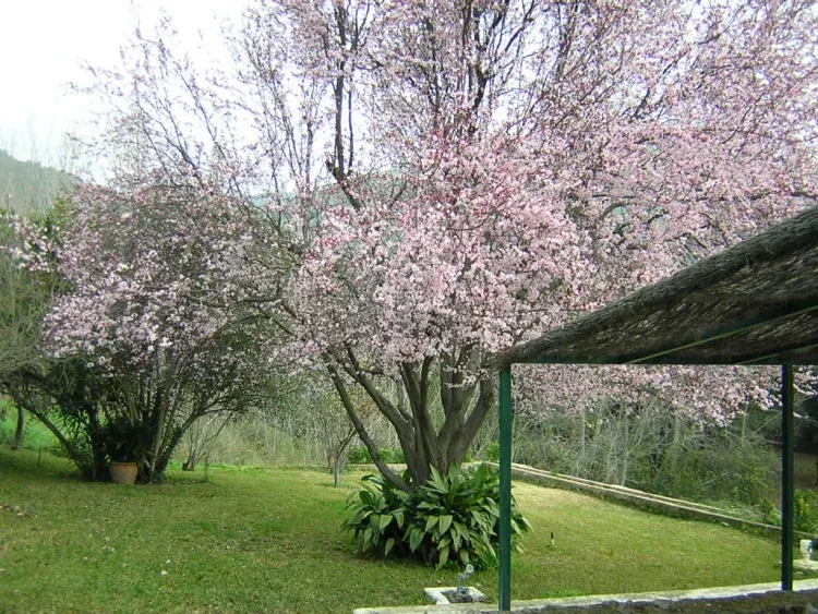 Imagen de Jardin casa El Collado