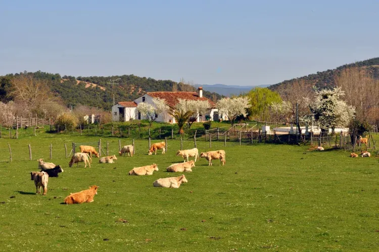 Imagen de Vista desde el camino