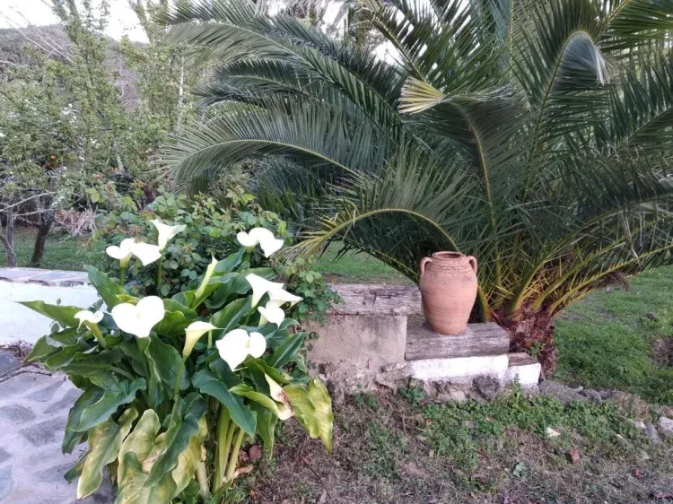 Imagen de patio
