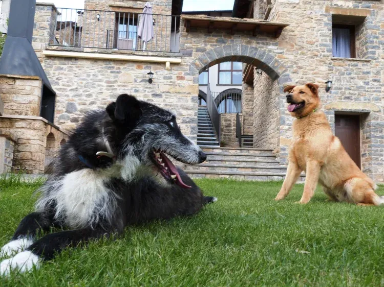 Imagen de Mascotas de Casa Dieste