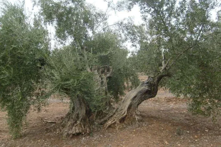 Imagen de Olivo centenario de nuestros olivares de variedade Picual