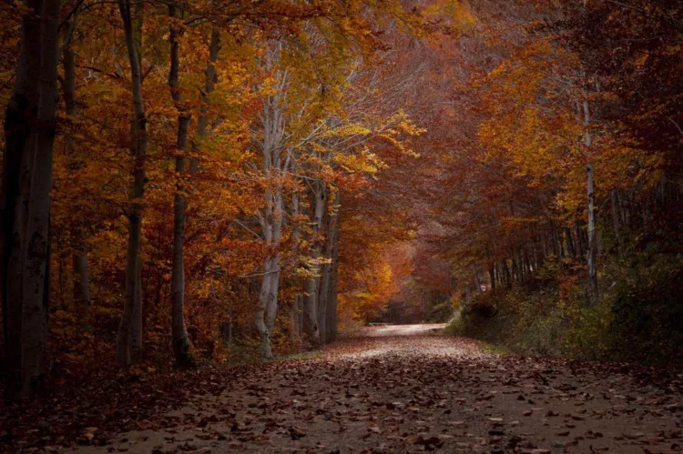 Imagen de Otoño