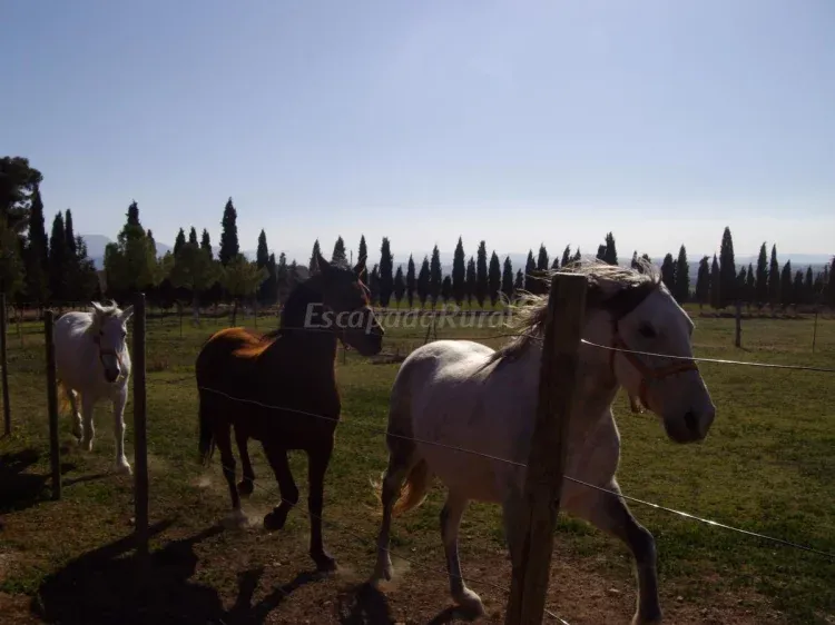 Imagen de los caballos