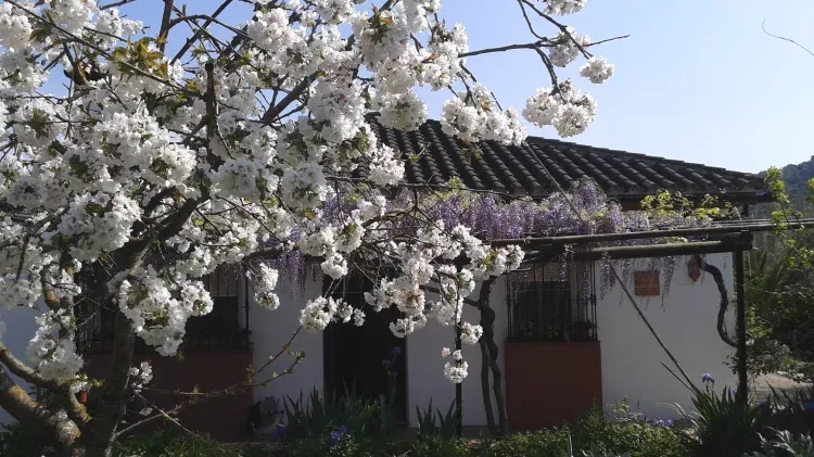 Imagen de Cerezo en flor
