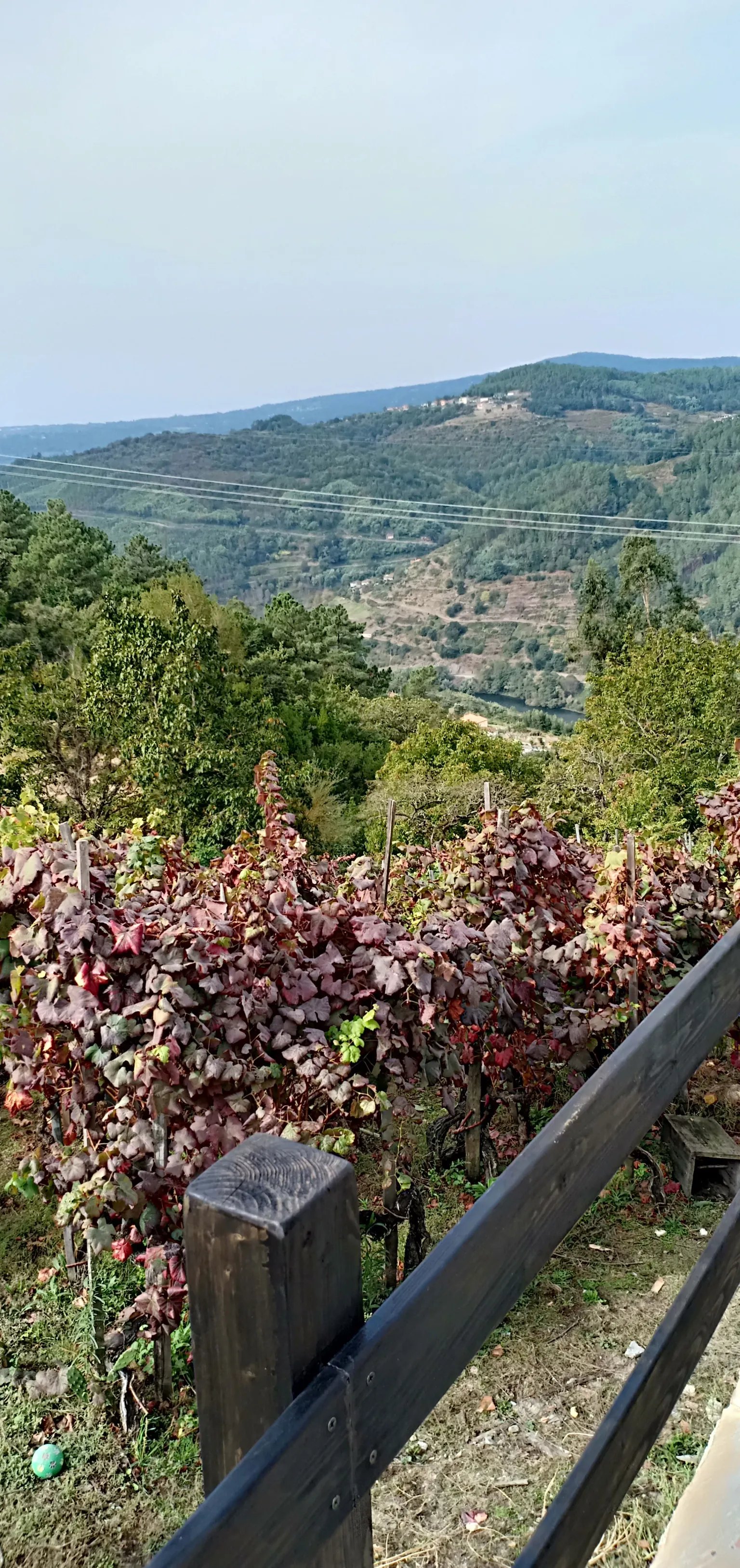 Imagen de Vistas a la viña