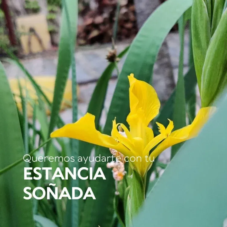 Imagen de La primavera nos obsequia con muchas flores.
