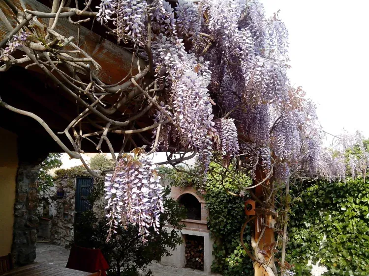Imagen de Wisteria