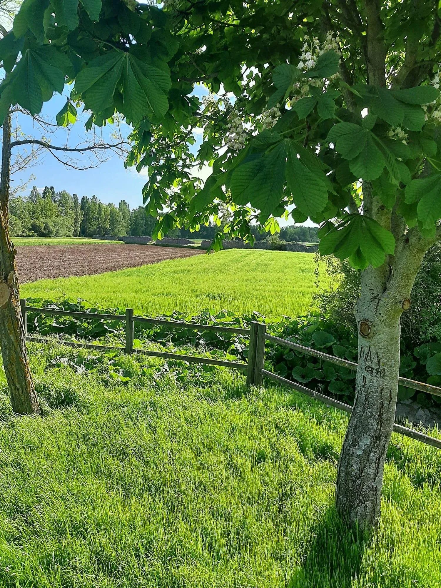 Imagen de Primavera 