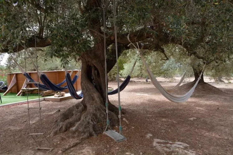 Imagen de Hamacas colgantes y piscina