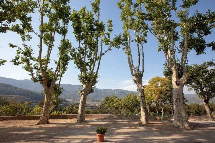 Imagen de Platanos de sombra y vistas a las montañas de la Mussara y L' Albiol