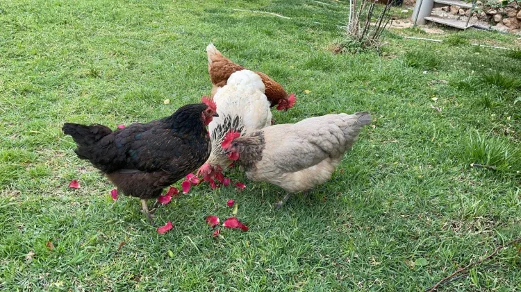 Imagen de Mili, Pili, Blanca y Tere