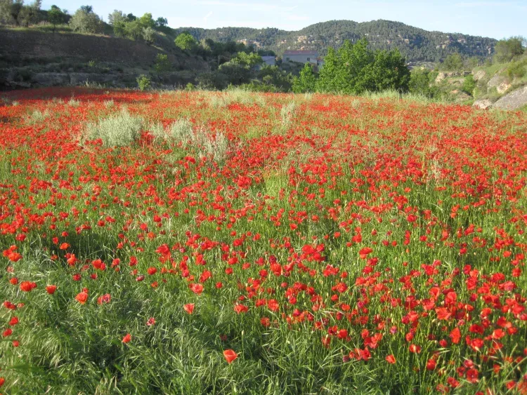 Imagen de campo con amapolas