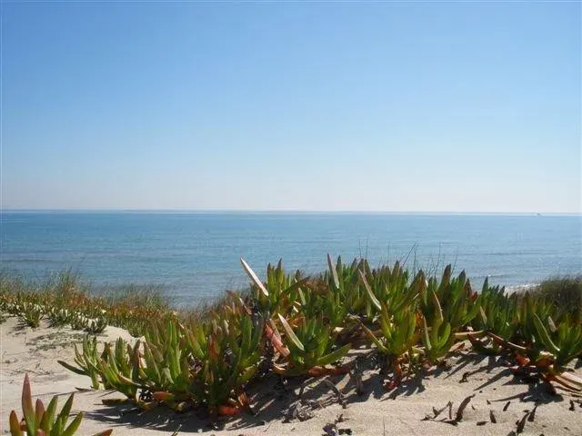 Imagen de El mar y la vegetación dunar, característica de nuestras playas del dosel.