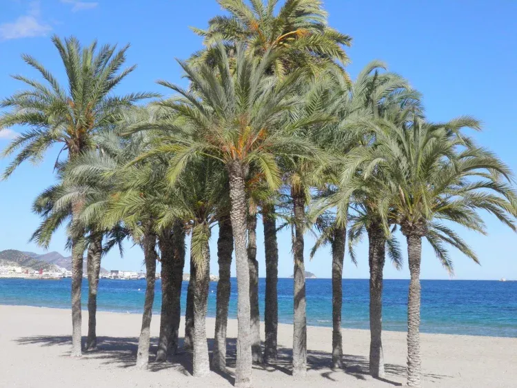 Imagen de Playa de arena fina con palmeras a 15 minutos de casa.