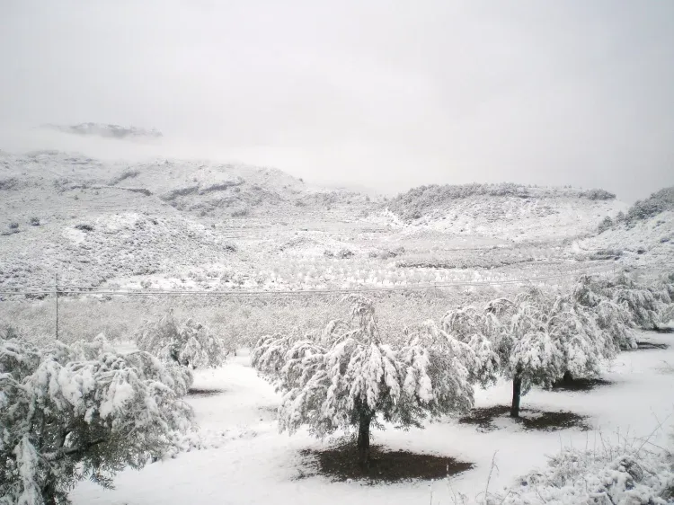 Imagen de Campos nevados 2010