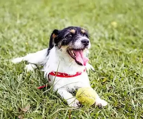 Imagen de Para ir con perros