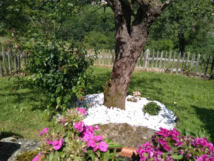 Imagen de Arbol jardin