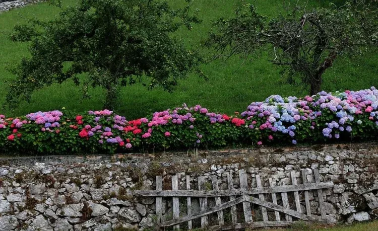 Imagen de Flores para la vista