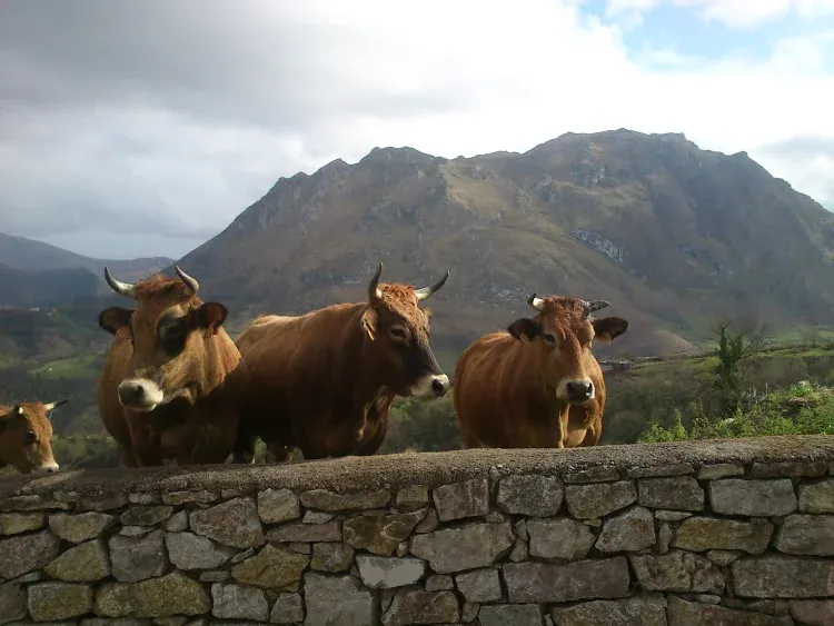 Imagen de Animales de Peñanes