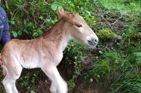Imagen de El Berañizu