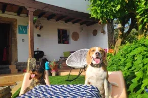 Imagen de El sueño del viajero