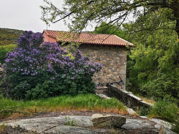 Imagen de Planta de Lila