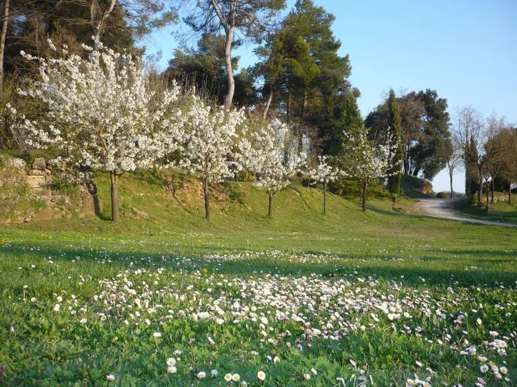 Imagen de Primavera, cerezos en flor