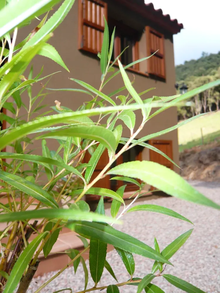 Imagen de A la entrada de la casa hay una Vimetera, árbol que da nombre a la casa