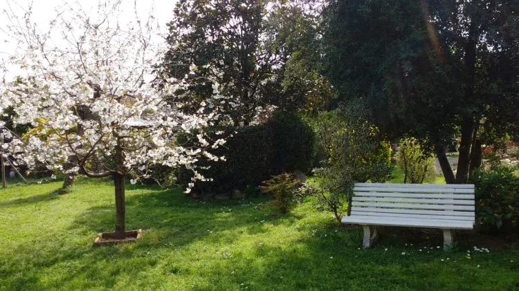 Imagen de Cerezo del jardín