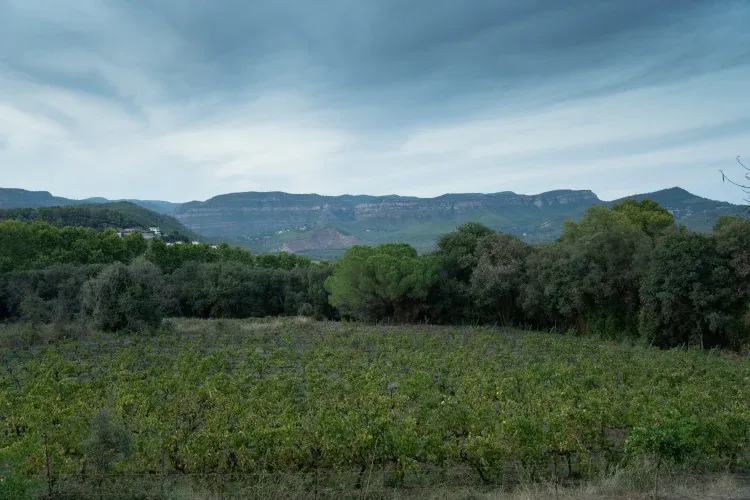 Imagen de viñas