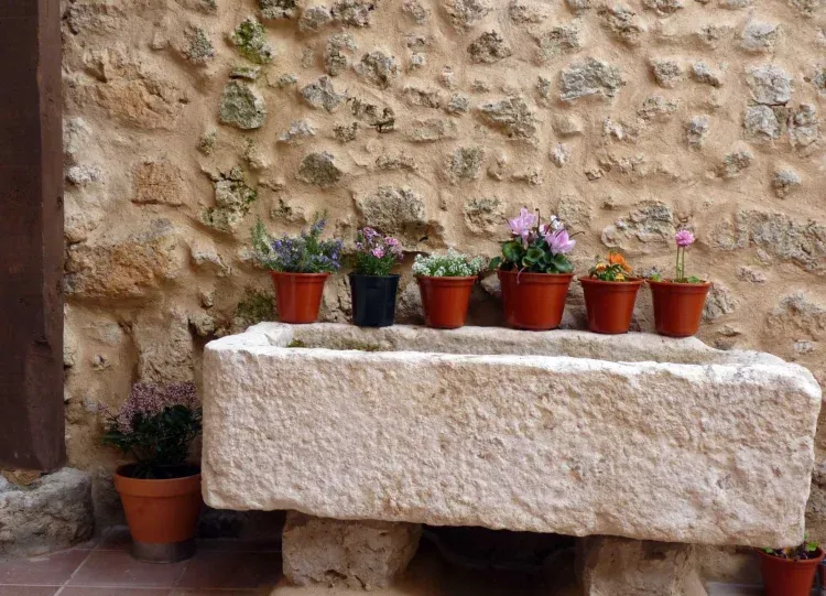 Imagen de Pila patio y plantas 