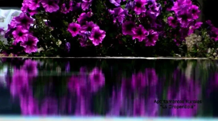 Imagen de Reflejos en la piscina