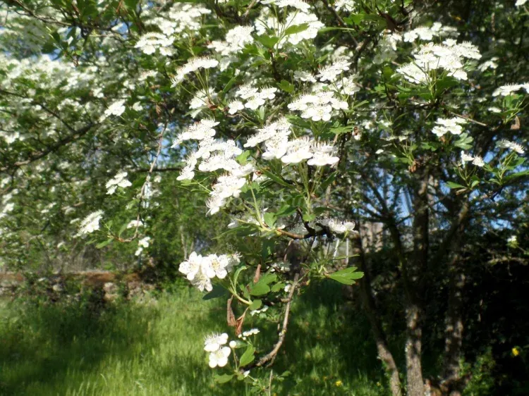 Imagen de Flor del espino