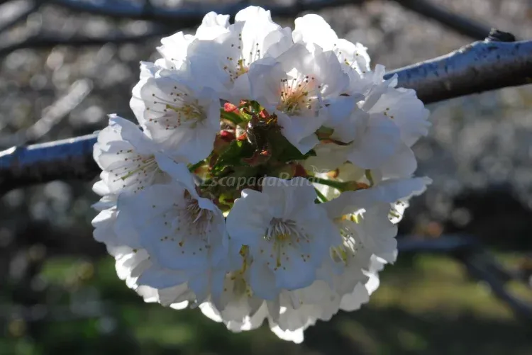 Imagen de Cerezo en flor