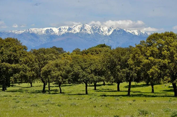 Imagen de Entorno Dehesa